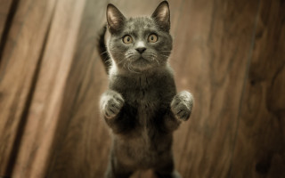 Cat stand hindlegs arabesque awardphoto - its hind leg free wallpaper