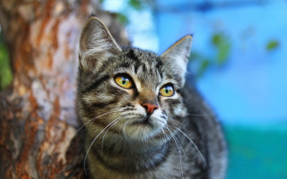 Cat looking up tree branch - animal photography free wallpaper for desktop