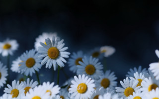 White yellow flower bouquet blurry - a blurry image of the flowers free wallpaper