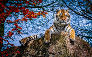 Tiger rock autumn leaves nature - a tiger free wallpaper