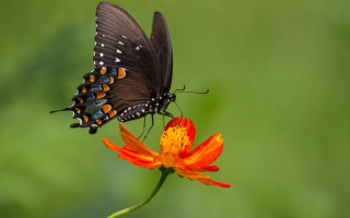 Butterfly flower green background blurry - macro photography free wallpaper for desktop