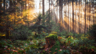 Forest city nature puzzle light - caspar wolf free wallpaper