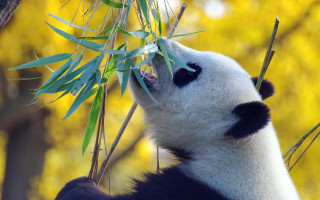 Panda eating bamboo yellow leaves - bian jingzhao free wallpaper