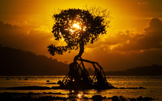 Tree sunset beach backlighting autumn - sunrise time free wallpaper