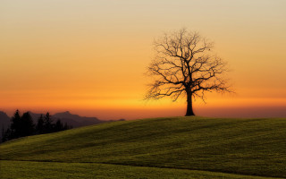 Lone tree grassy hill sunset 4 - a lone tree free wallpaper