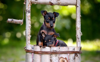 Small dogs metal tub outdoor - two small dog free wallpaper