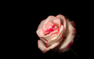 Pink rose white center black - studio photography free wallpaper