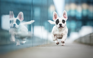 Small dog reflection glass wall - photography free wallpaper