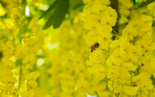 Bee yellow flower sunlight macro - a bee free wallpaper