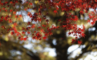 Falling leaves blurry tree blue - the fall season free wallpaper
