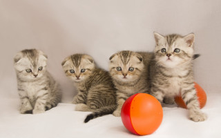 Kittens frisbee animals realistic shiba - boleslaw cybi free wallpaper