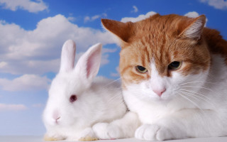 Cat bunny sky clouds outdoor - beatrix potter free wallpaper