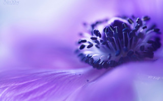 Purple flower macro white center - a purple flower free wallpaper