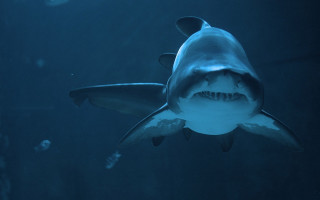Shark lighting fish underwater bubble - plasticien free wallpaper