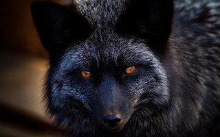 Black wolf orange eyes portrait - a blurry background of the image free wallpaper