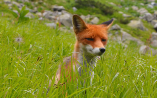 Fox grass rocks hill blurry - the tall grass free wallpaper