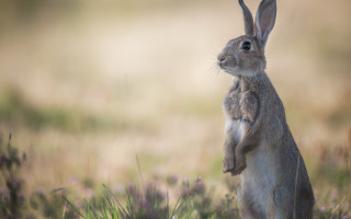 Rabbit flower field tiltshift animal - its hind leg free wallpaper