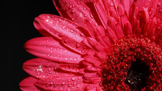 Pink flower water droplets black - a pink flower free wallpaper
