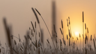 Grass sunset hazy clouds macro - a hazy sky in the background free wallpaper