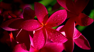 Close up flower water droplets 2 - anne dunn free wallpaper
