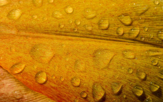 Flower water droplets yellow bud - petal free wallpaper