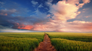 Dirt road field cloudy sky 3 - a field under a cloudy sky free wallpaper