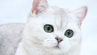 White cat green eyes looking - a white wall behind free wallpaper