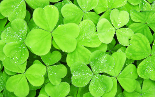 Green leaves water droplets ecological - aloysius okelly free wallpaper