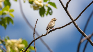 Bird branch leaves flowers blue 2 - a branch of a tree free wallpaper