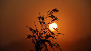 Sunset mountain bamboo tree moon - a hazy sky in the background free wallpaper