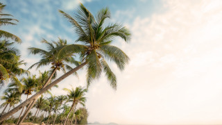 Palm beach sky clouds nature - palm tree free wallpaper