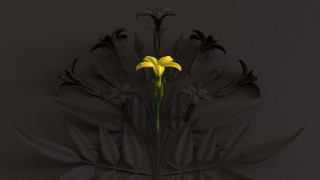 Yellow flower black vase shadow - octane renderer free wallpaper