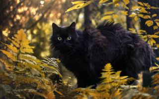 Black cat forest autumn fire - yellow leaf free wallpaper