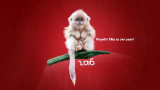 Monkey owl bird feathers flag - a small monkey free wallpaper