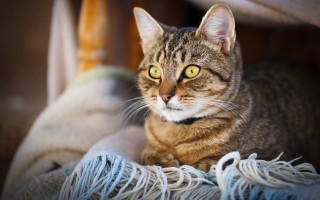 Serious cat lying blurry background - serious free wallpaper