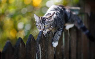 Cat fence portrait bokeh depth - dennis ashbaugh free wallpaper for desktop
