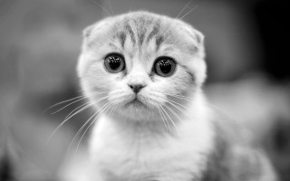 Kitten big eyes sad greyscale - a small kitten free wallpaper
