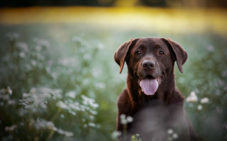 Dog flower field tongue out - its tongue free wallpaper
