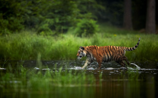 Tiger river forest green grass - a tiger free wallpaper