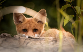 Small fox sitting on rock - small free wallpaper