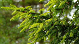 Pine branch green leaves blurry - depth of field free wallpaper