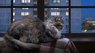 Cat cityscape night window blurry - the city free wallpaper