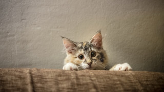Cat over bed wall paw - the bed free wallpaper