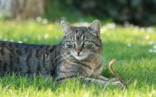 Sad cat in grass outdoors 5 - a stock photo free wallpaper