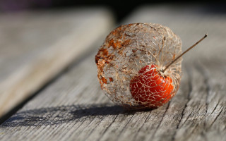 Rotten apple wooden table leaf - a leaf free wallpaper