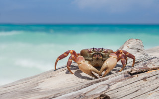 Crab wood ocean beach sky - a crab free wallpaper