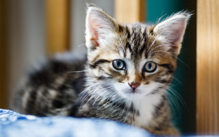 Kitten blue eyes sad on - a kitten free wallpaper