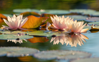 Pink flowers lake lilies impressionist - top of a lake free wallpaper