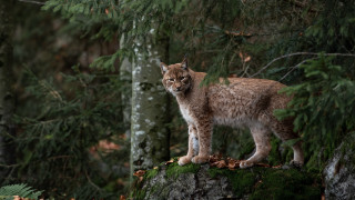 Lynx rock forest leaves wildlife - a lynx free wallpaper