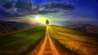 Dirt road green field lone 3 - a lone tree free wallpaper